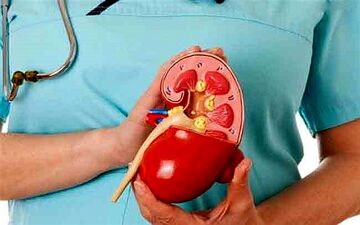 لاغری و دفع سنگ کلیه با این میوه پاییزی+ اینفوگرافی