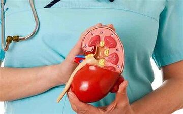 لاغری و دفع سنگ کلیه با این میوه پاییزی+ اینفوگرافی