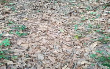 می خوای بدونی بینایی ات خوبه یا نه؟ مار پنهان در تصویر را پیدا کن