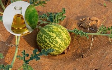 خواص دارویی روغن حنظل