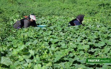 تلاش صیفی‌کاران شهر گهواره استان کرمانشاه برای چیدن محصولات تولیدی  