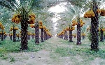 قیمت خرما در خوزستان تعیین شود/ نخلداران نگرانند