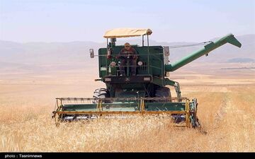میزان تولید گندم در سالِ جاری یک میلیون تن افزایش می‌یابد