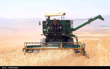 میزان تولید گندم در سالِ جاری یک میلیون تن افزایش می‌یابد