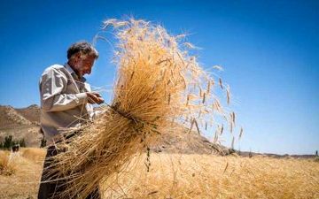 طلب گندمکاران تا پایان مهر صفر می‌شود
