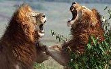     جنگ خونین 2 شیر نر خشمگین با یکدیگر+فیلم
