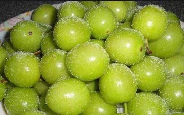خواص درمانی گوجه‌ سبز یکی از میوه‌های فصل بهار!