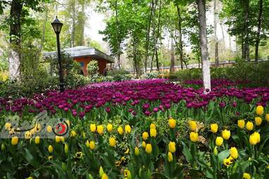 گزارش تصویری از لاله های زیبای بهاری در باغ ایرانی