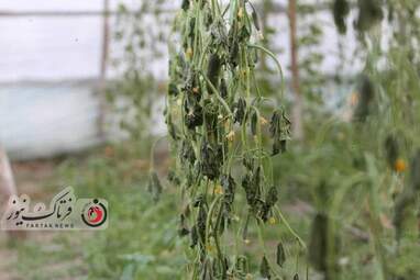 خسارت وارده به زراعت استاد اصفهان 