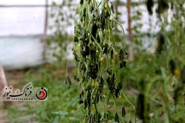 خسارت وارده به زراعت استاد اصفهان 
