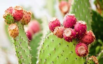 گیاهان مدیترانه ای به جنگ آلزایمر و پارکینسون می آیند! 