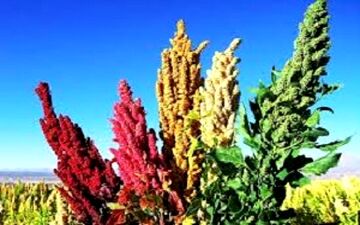 گیاه کینوا جایگزین برنج در استان مرکزی + فیلم