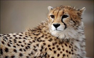 حمله یوزپلنگ به مرد 40 ساله قزوینی 