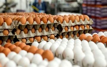 
قیمت مرغ، تخم‌مرغ، لبنیات و روغن تغییر خواهد کرد