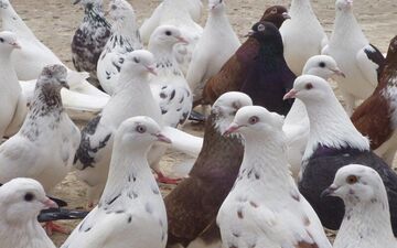 تعبیر خواب کبوتر را این جا بخوان/ جالب است حتما مطالعه کن