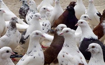 تعبیر خواب کبوتر را این جا بخوان/ جالب است حتما مطالعه کن