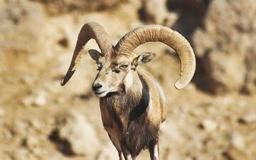 نجات یک قوچ وحشی از گاردریل +عکس
