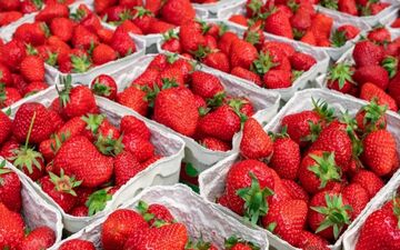 ترفندهای ساده برای حفظ طراوت و طعم توت فرنگی