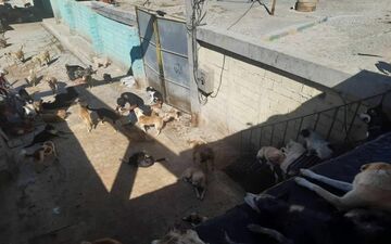 تکذیب تعطیلی پناهگاه نگهداری حیوانات بلاصاحب در کرمانشاه