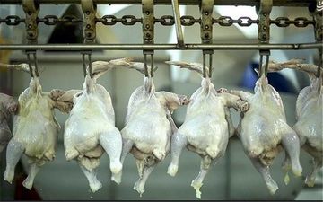  جریمه میلیاردی چهار کشتارگاه هرسین برای عرضه خارج از شبکه مرغ