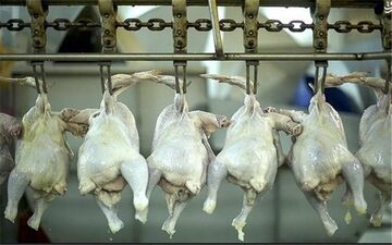  جریمه میلیاردی چهار کشتارگاه هرسین برای عرضه خارج از شبکه مرغ