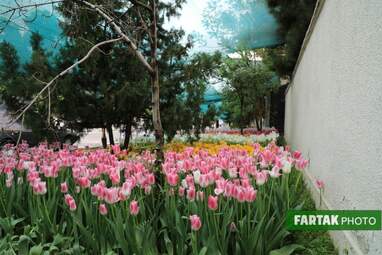 گزارش تصویری از پیاده راه لاله برای مادران 