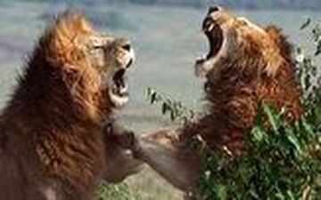 ویدیویی فوق العاده دیدنی از جنگ خونین ۲ شیرنر خشمگین 