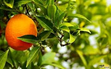 از  طبع نارنج چی میدونی؟ | حتما بخونش!