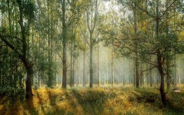 تست بینایی؛ چه حیوانی در جنگل پنهان شده؟
