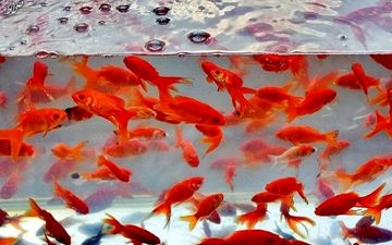 رازهایی که  باید در مورد ماهی قرمز بدانیم