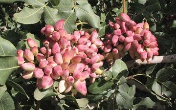  ورود پسته به بورس کالا از فردا