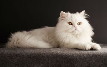 زیباترین گربه جهان انتخاب شد! (+عکس‌های خیره‌کننده)