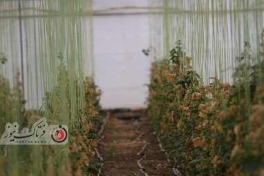 خسارت وارده به زراعت استاد اصفهان 