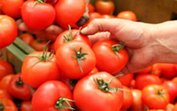  گوجه‌فرنگی‌شان را با التماس هم کیلویی 500 تومان نمی‌خرند!