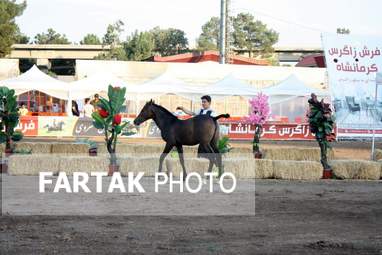  چهارمین جشنواره ملی زیبایی‌های اسب (تاق‌بستان)  جشنواره اسب اصیل کُرد
