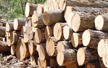 کشف 9 تن چوب جنگلی قاچاق در هنگ مرزی درگز