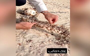 ادعای کشف بقایای پری دریایی در سواحل جنوبی ایران / صحت ماجرا تأیید نشده است