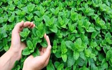 نعنا و این همه خاصیت