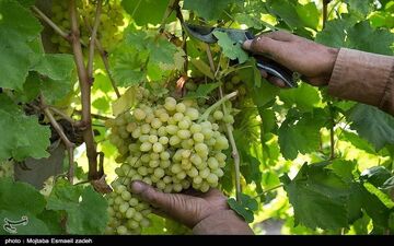 گلخانه ۱۰۰۰ هکتاری در استان قزوین احداث می‌شود
