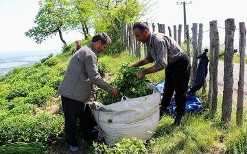 رئیس سازمان چای: توان رقابت چای داخلی با حذف ارز ۴۲۰۰ تومانی افزایش می‌یابد