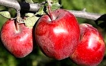  چگونه شکمی تخت داشته باشیم؟