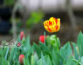 گزارش تصویری از لاله های زیبای بهاری در باغ ایرانی