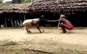 مبارزه عجیب پیرمرد هندو با یک گوسفند + فیلم 