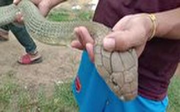 وحشت مرد روستایی با دیدن مار شاه کبرای ۴.۵ متری در اتاق خواب! 