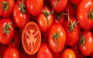 خرید حمایتی گوجه فرنگی ابلاغ نشده است