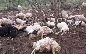 تلف شدن ۳۰۰ رأس دام عشایری در سیل استان تهران