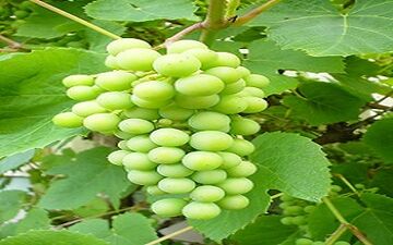 فواید درمانی آبغوره که فکرش را نمی کنید/مصرف  آبغوره برای این افراد ممنوع است! 