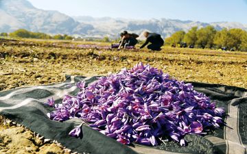 3300 هکتار از اراضی منابع ملی استان کرمانشاه زیر کشت گیاهان دارویی خواهد رفت