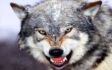 آیا گرگ‌ها می‌توانند صدای انسان‌ها را تشخیص دهند؟