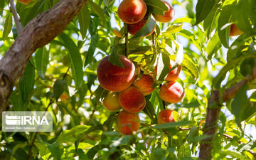 هلوهای خراسان شمالی زیر فشار نبود صنایع تبدیلی و سردخانه